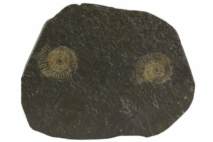 Dactylioceras Ammonite Plate - Posidonia Shale, Germany #79299